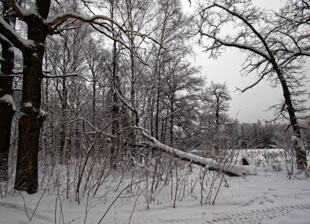 istock winter Park in Moscow 673947378