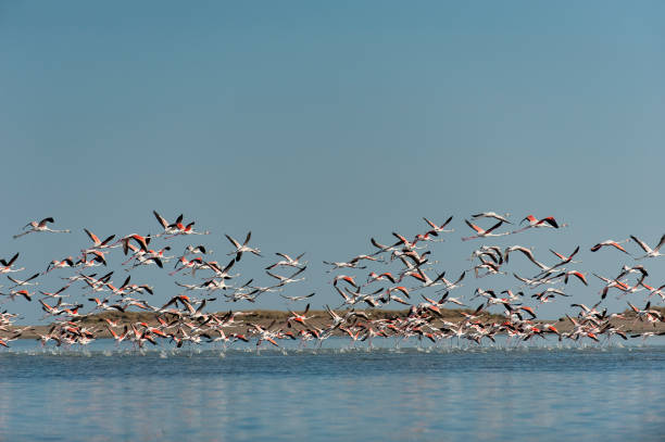istock Flock of flamingos 673951740