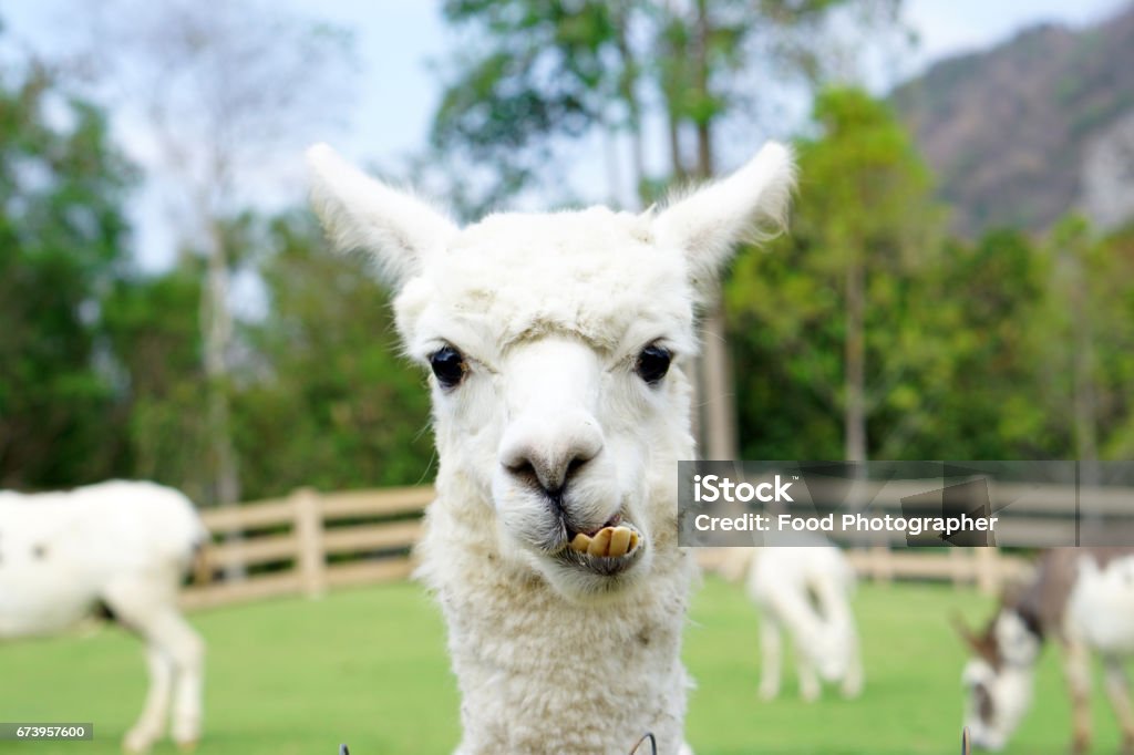 Primer plano de la alpaca blanca mirando de frente en el hermoso prado verde, Es curiosos ojos lindos mirando en la cámara. - Foto de stock de Alpaca libre de derechos