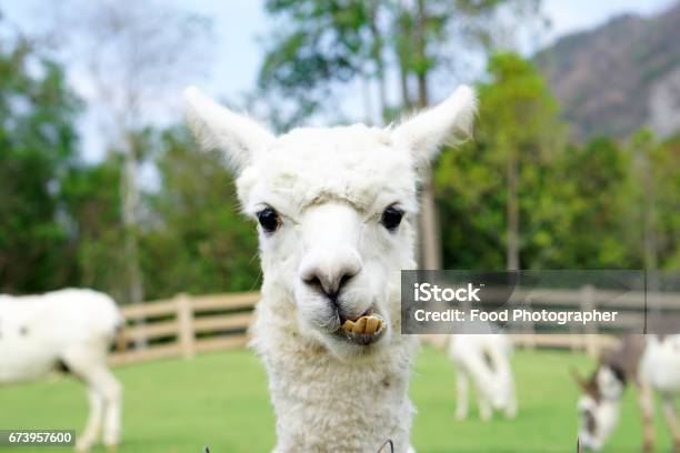 Primer Plano De La Alpaca Blanca Mirando De Frente En El Hermoso Prado Verde Es Curiosos Ojos Lindos Mirando En La Cámara Foto de stock y más banco de imágenes de Alpaca