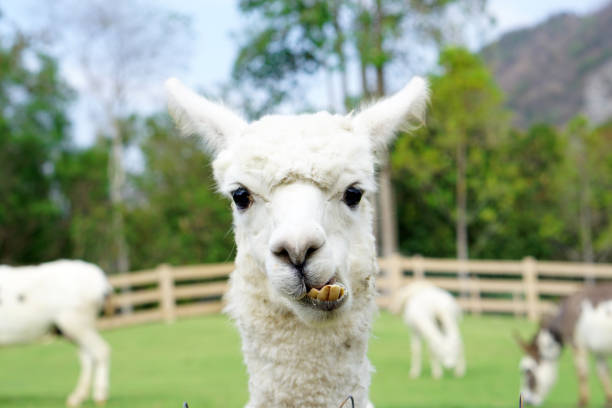 Close up of White Alpaca Looking Straight Ahead in the beautiful green meadow, It's curious cute eyes looking in the camera. Close up of White Alpaca Looking Straight Ahead in the beautiful green meadow, It's curious cute eyes looking in the camera - Selective focus on the alpaca's face in the foreground. lama religious occupation stock pictures, royalty-free photos & images