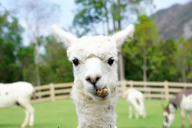 Close up of White Alpaca Looking Straight Ahead in the beautiful green meadow, It's curious cute eyes looking in the camera - Selective focus on the alpaca's face in the foreground.