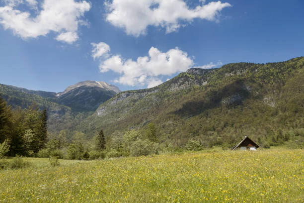 istock In the Voje - Valley 673963982