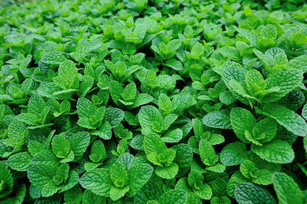 istock green mint plant in growth at vegetable garden 673966518