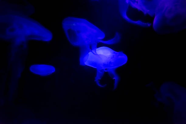 Jellyfish in darkness and blue light