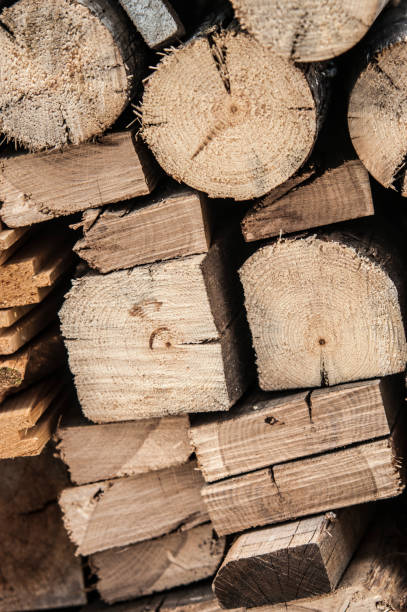 istock Wood texture background have many logs that cut from big tree and small tree 673977242
