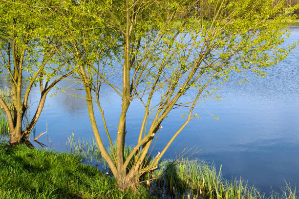 istock Willow on the banks of the pond. 673977442
