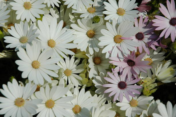 istock Magaritan flowering in Spain 673984672