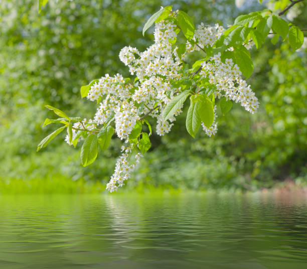 White blossoms of bird cherry reflection on water surface in springtime
