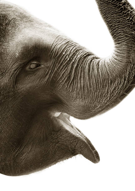 istock Portrait of the elephant close-up 673997738