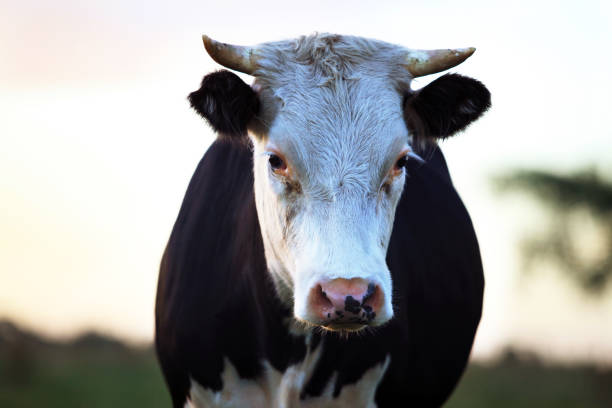 istock Portrait sad the cow isolated on a white background 674005652