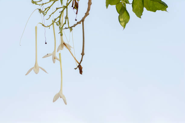 Millingtonia hortensis on sky background.
