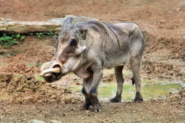 Adult warthog digging in the mud puddle