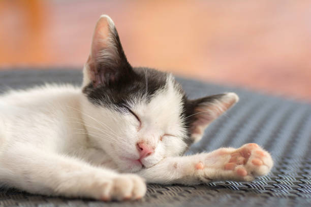 istock The face of a sleeping kitten. 674008054