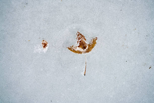 istock Brown leaf into frozen lake 674008158