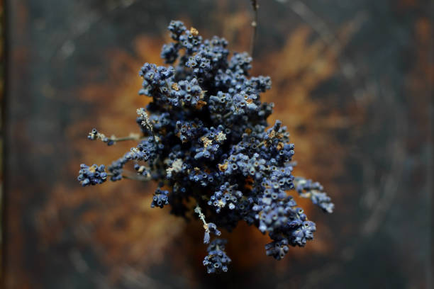 Lavender flower that grows in the garden