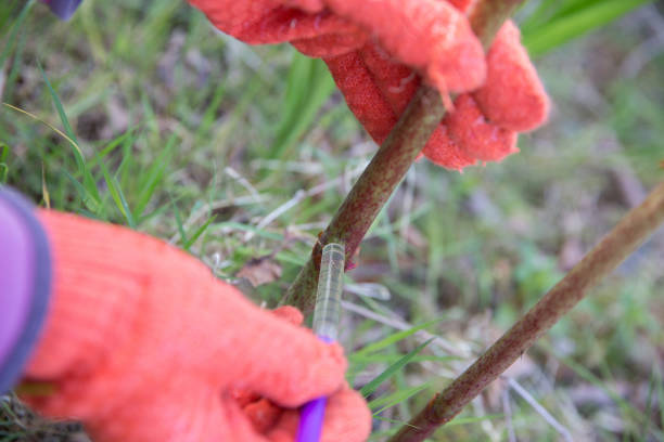 istock Japanese knotweed being injected with weedkiller to kill roots 674009108