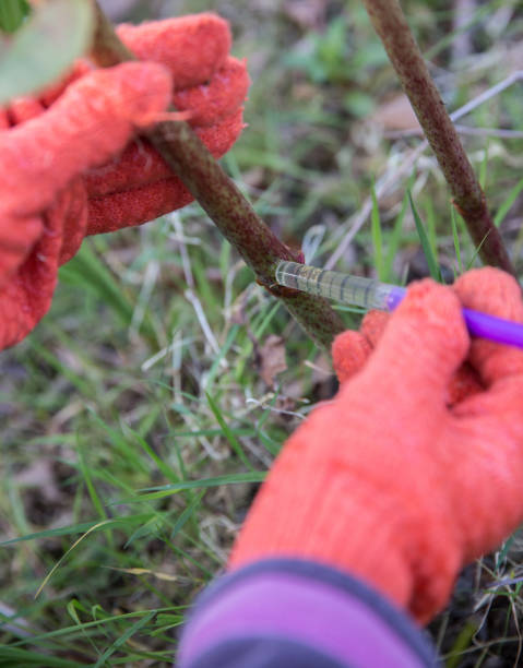istock Japanese knotweed being injected with weedkiller to kill roots 674012582