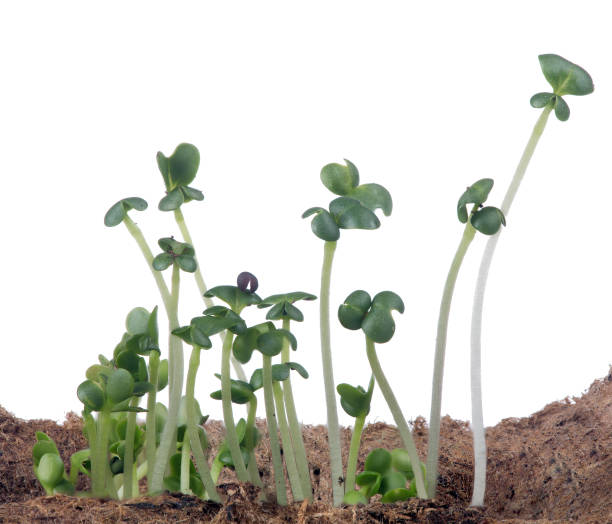 istock group of dark green small plants isolated on white 674013534
