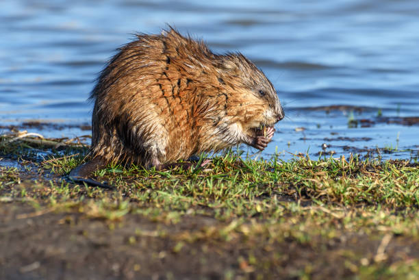 muskrat river eating grass water Wet muskrat (Ondatra zibethica) sits in the water near the shore and eats grass in the light of the setting sun ondatra zibethicus stock pictures, royalty-free photos & images