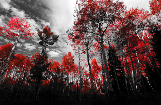 istock Tall red trees in black and white forest landscape scene 674017804