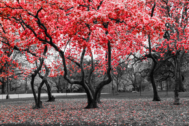istock Red trees bloom in black and white fall landscape scene 674017858