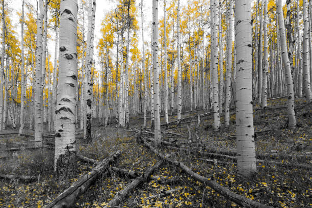 istock Golden tree forest in black and white landscape 674018008