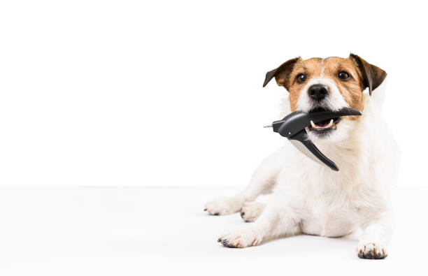 Dog holding nail clipper in mouth needs nails trimming