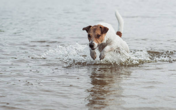 istock Powerful dog running in water  with splashes having fun at beach 674033086