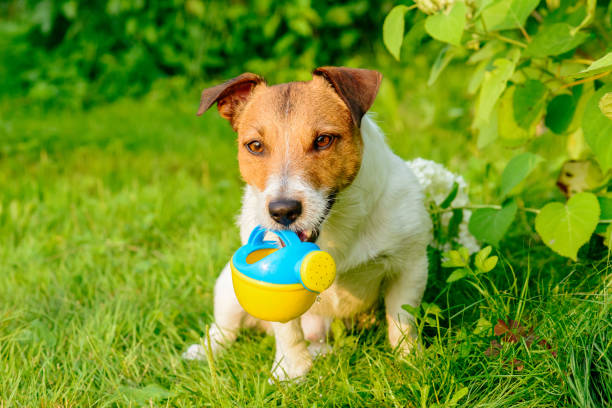 perro trabajando como jardinero irrigando plantas con riego puede - sprinkling can fotografías e imágenes de stock