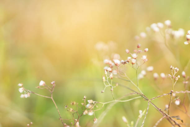 istock spring grass flower field in soft green with sunlight background 674033316