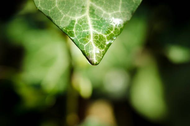 Water on top of the leaf. Close up. Selective focus.