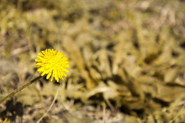Yellow dandelion against dead dry grass background