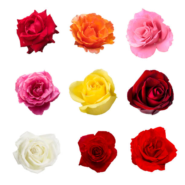 istock colection of nine beautiful rose flower isolated on white 674050122