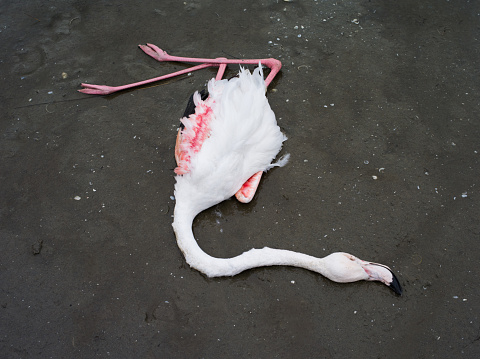 Dead flamingo in delta of river Evros, Greece