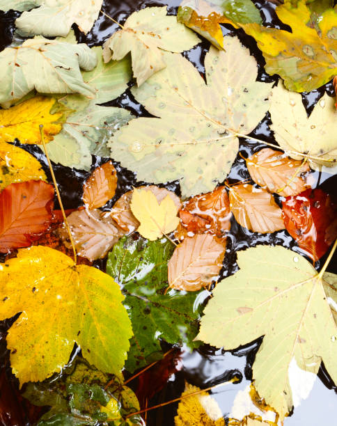 istock Autumn leaves by the river 674063984