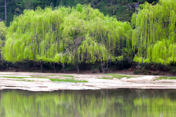 istock Green Willow Trees By the Lake 674064104