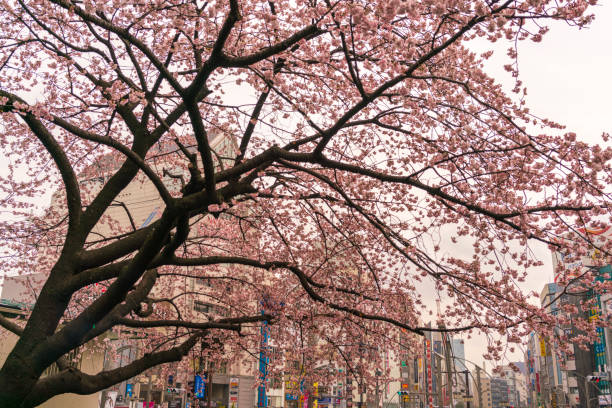istock New cherry blossom in early Spring, Tokyo, Japan 674068982