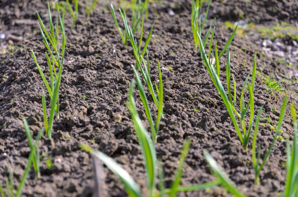 istock Spring garden plants - garlic, onion. bow grows on beds 674076858