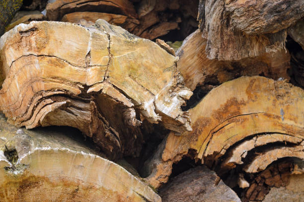 Natural wooden background - closeup of chopped firewood. Firewood stacked and prepared for winter Pile of wood logs