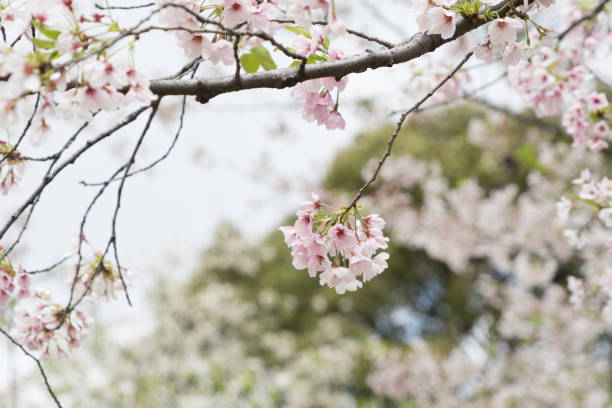 istock sakura cherry blossom tree japan branch colorful 674078568