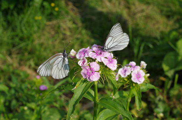 istock Butterfly on a flower in the garden 674083376