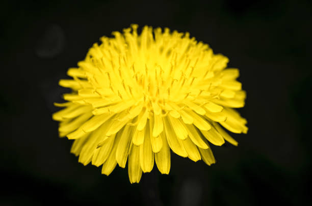 istock Stamens of yellow dandelion. 674085596