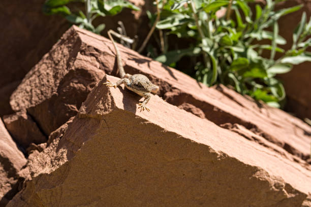 Gecko Reptile on Rocks Portrait - Animal in sun on warm rocks.