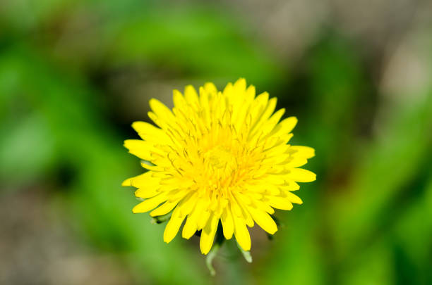 istock Dandelion. Yellow dandelion against green grass. 674099436