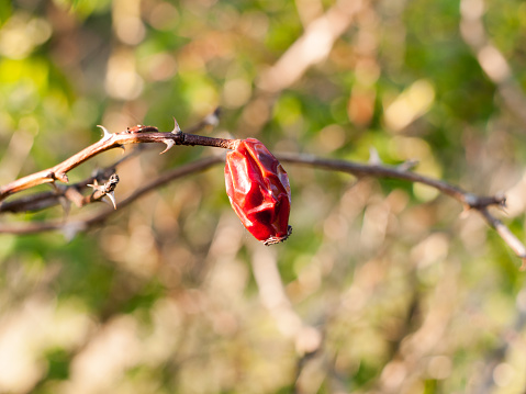 A close up of a red berry dead drained and shrivelled, rose hip spring dying with bokeh blur background