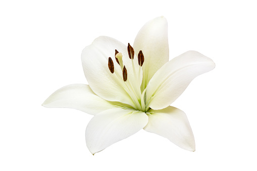 flor blanca aislada de Lilly sobre fondo blanco photo