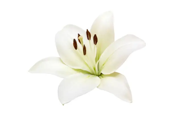 Photo of isolated white Lilly flower on white background