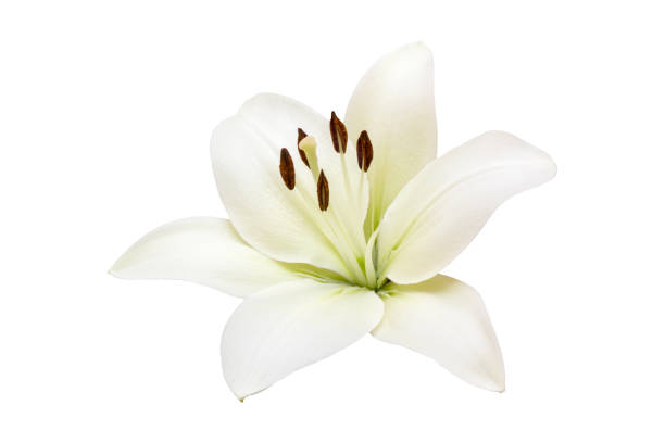 isolated white lilly flower on white background - lily nature flower macro imagens e fotografias de stock