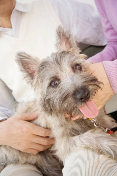 istock The couple petted dogs 674103146